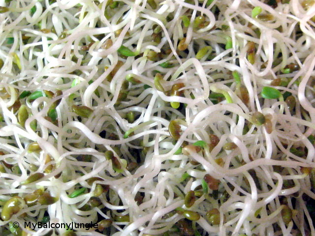 Alfalfa sprouts
