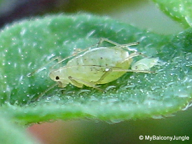 Mother aphid and a nymph