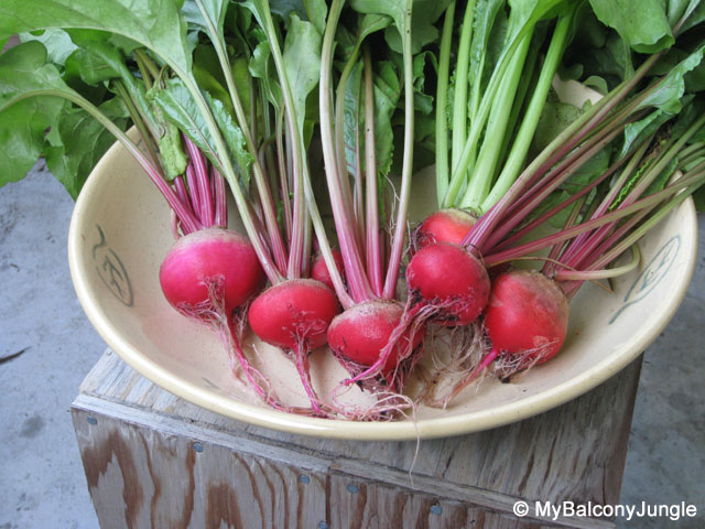 Chioggia Beets