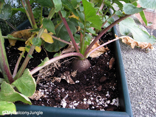 Black Spanish Radish