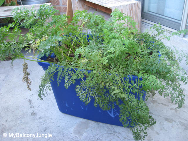 Carrots growing in a tote
