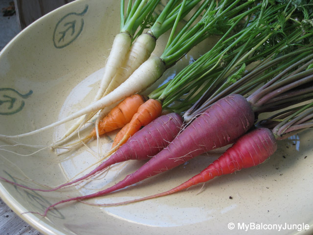 Carrot Harvest