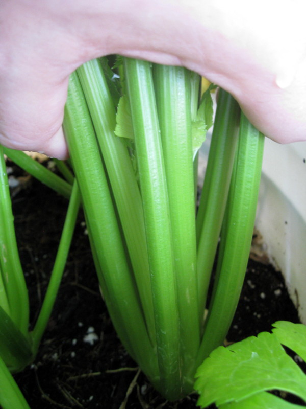Celery bucket