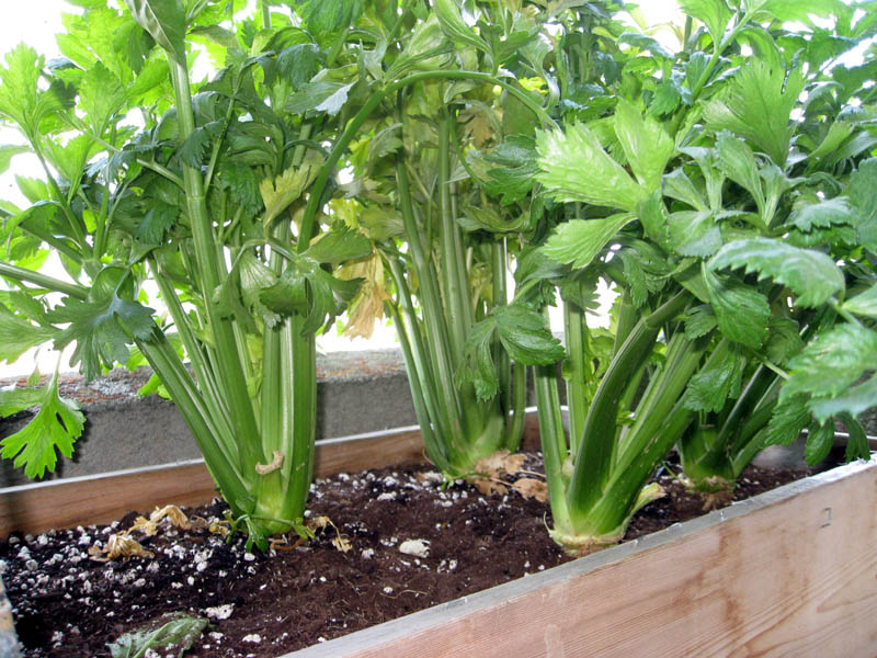 Celery bucket