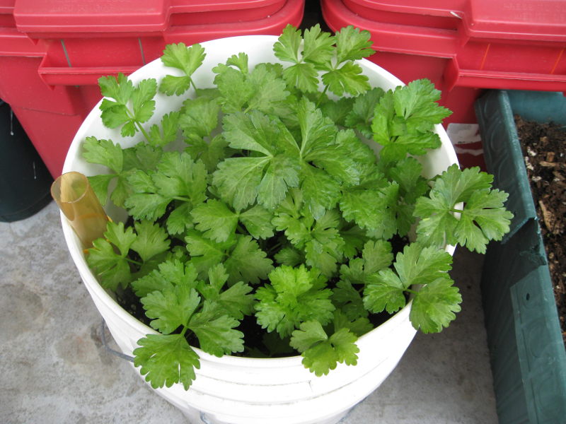 Celery planted