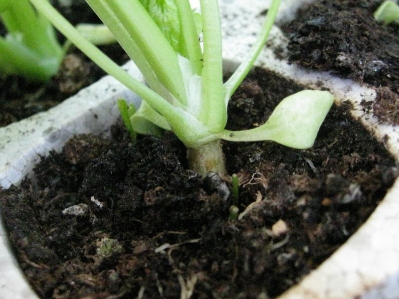 Celery Crown