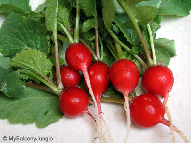Cherry Belle Radishes