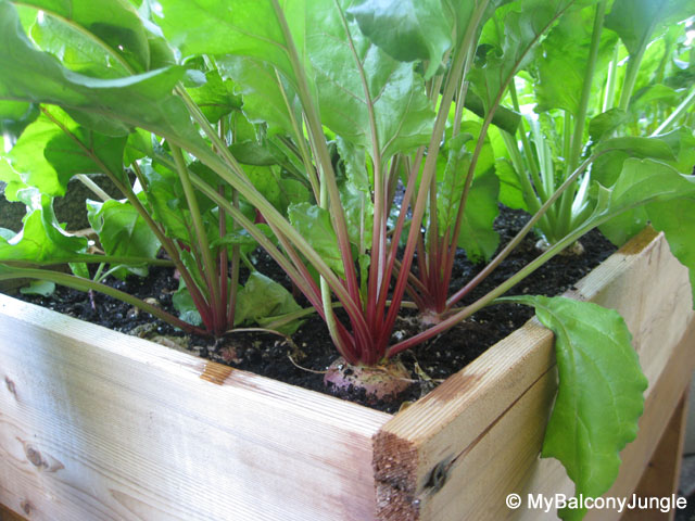 Chioggia Beets