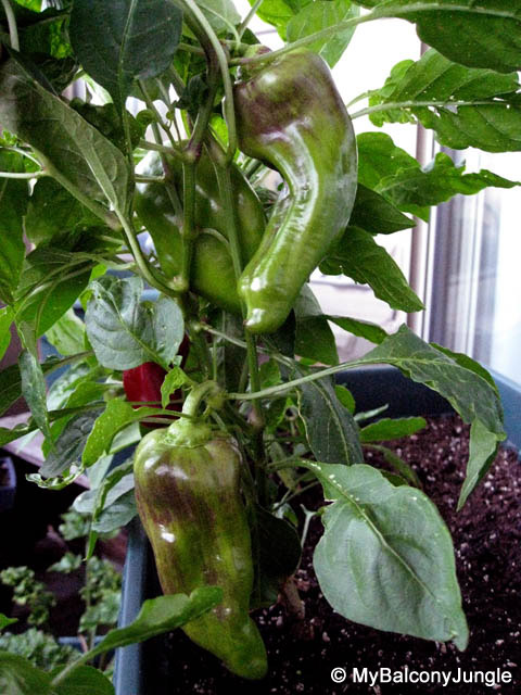 Container Grown Cubanelle Peppers