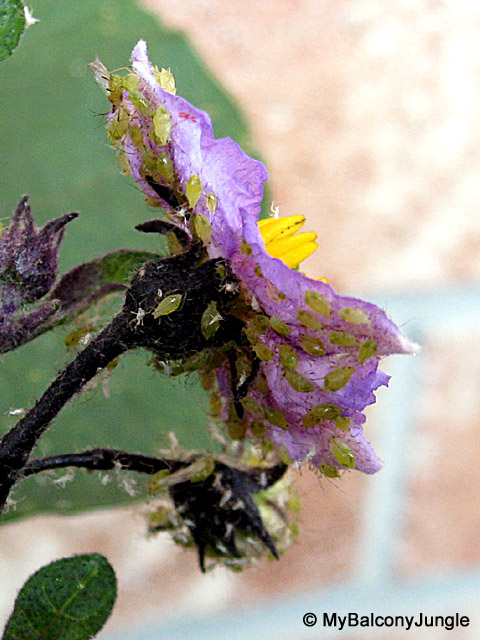 Aphids on my eggplant