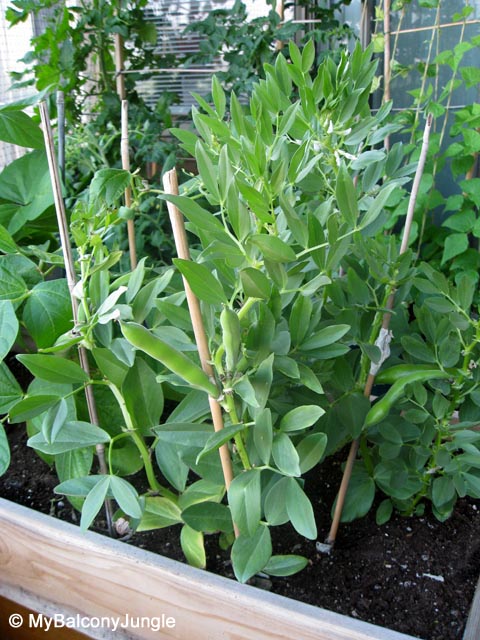 Fava beans plants