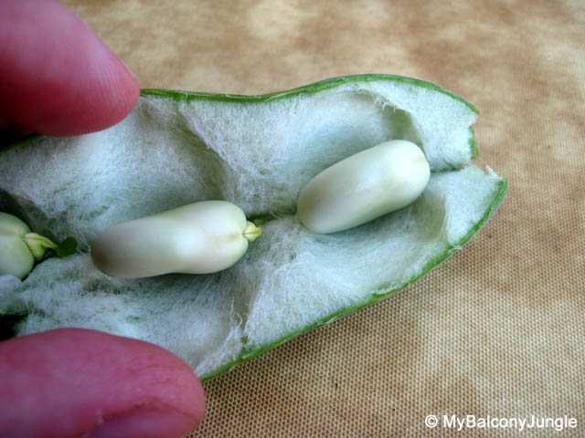 Inside a Broad Bean