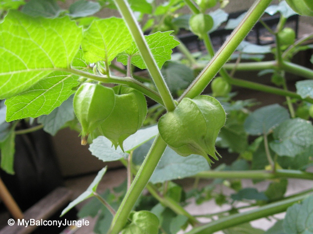 Ground Cherries