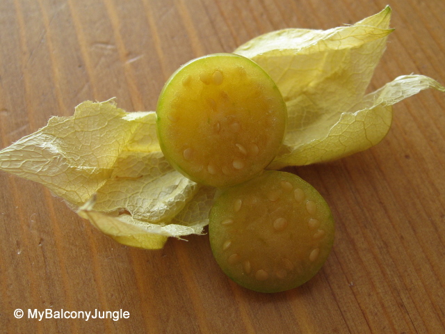 Ground Cherries