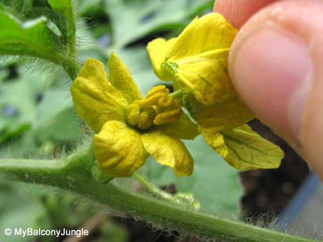 hand pollinating watermelon flowers