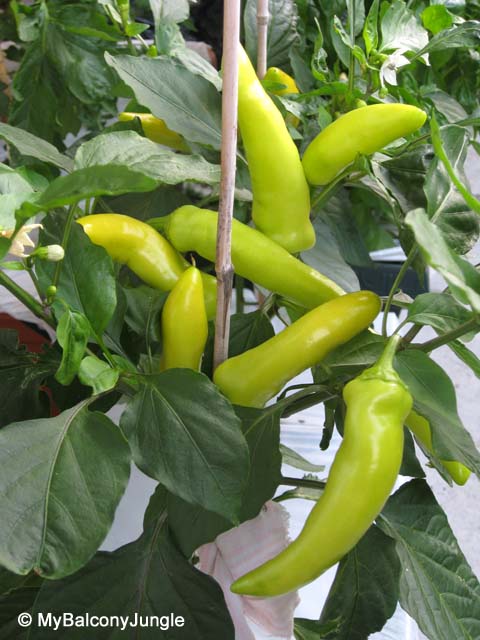 Container Grown Hungarian Hot Wax Peppers