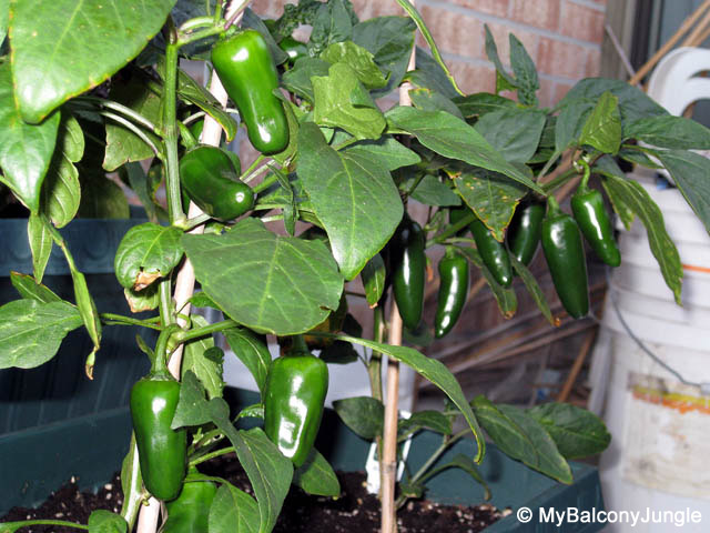 Container Grown Jalape�o Peppers