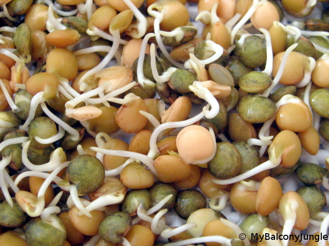 Lentil sprouts