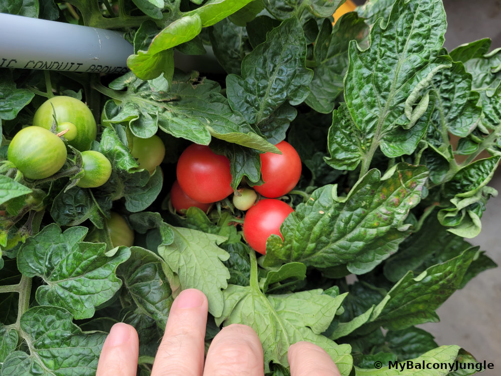Laura #5