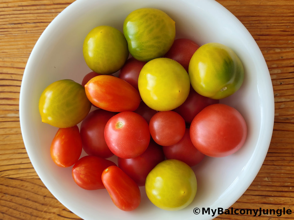 Micro Dwarf Tomato Harvest