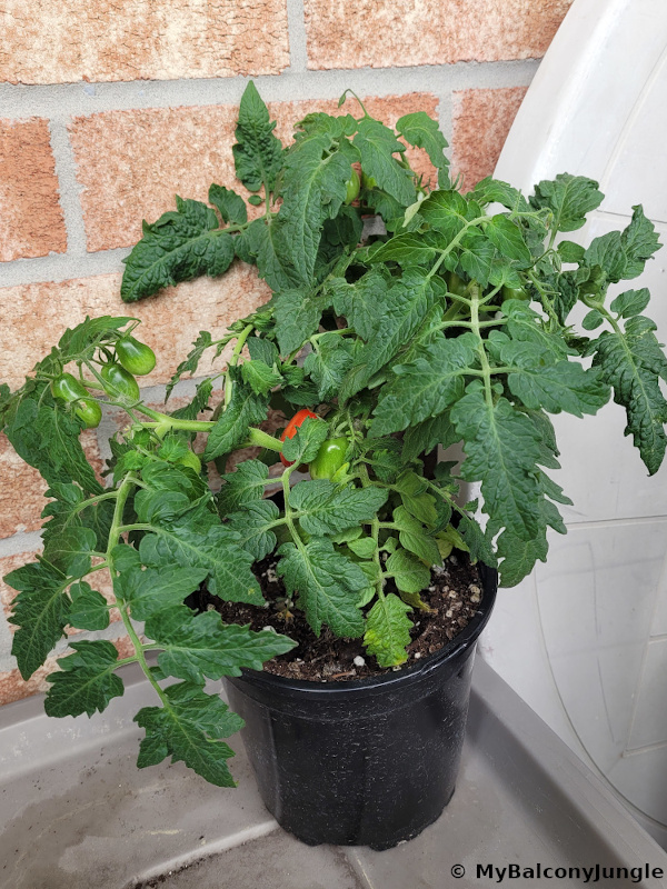 Dense tomatoes