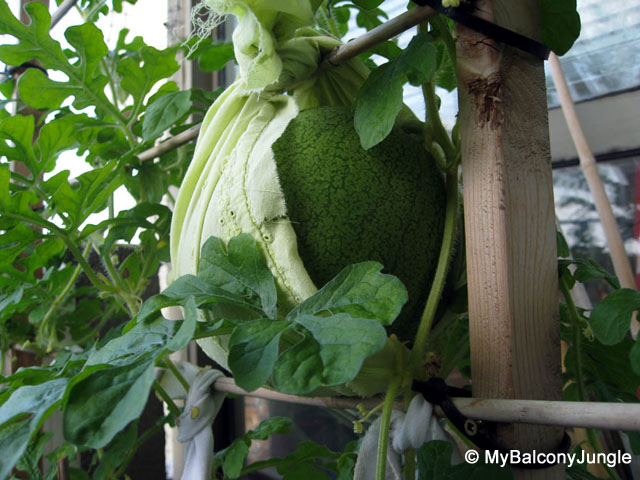 watermelon sling
