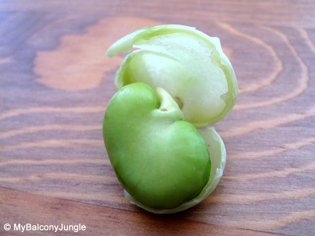 Naked Broad Bean