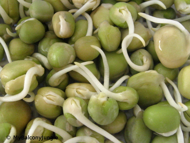Pea Sprouts