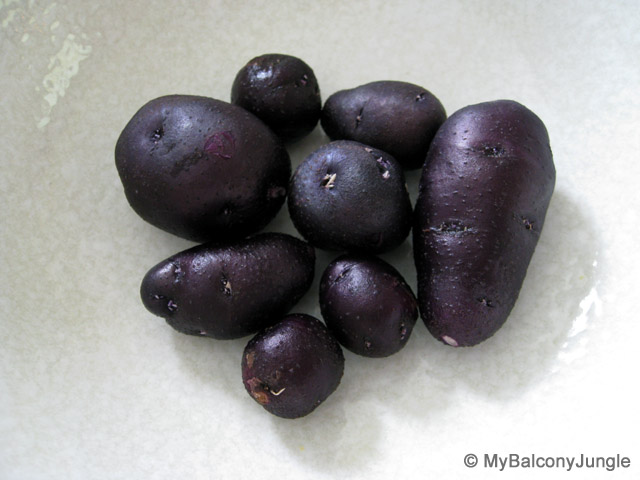 purple potato harvest