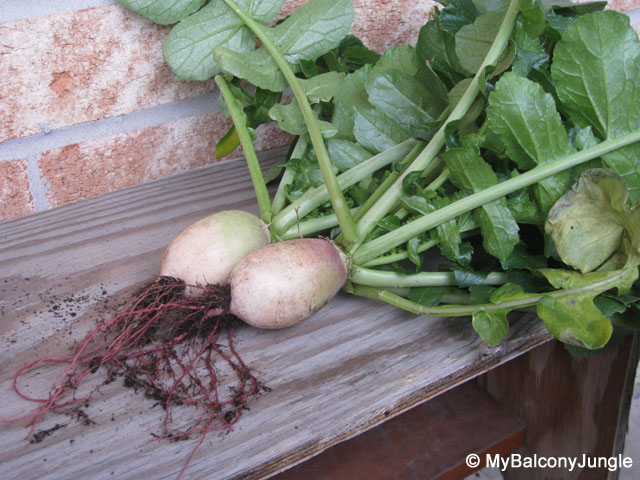 Watermelon Radish