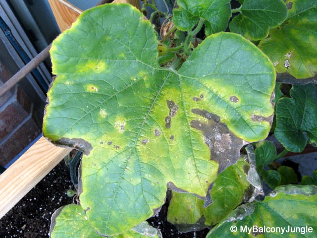 Pumpkin leaf damage