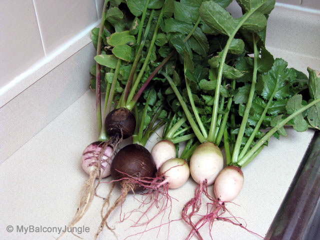 Black Spanish and Watermelon Radishes