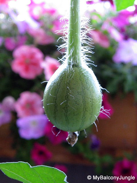 successful pollination