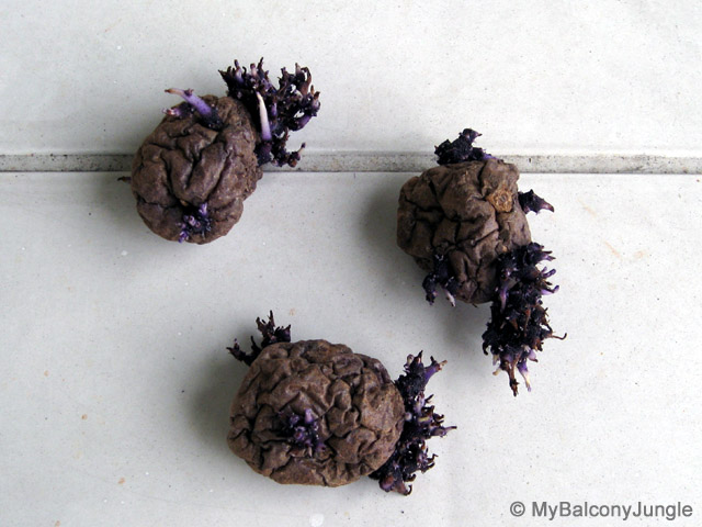 old purple potatoes