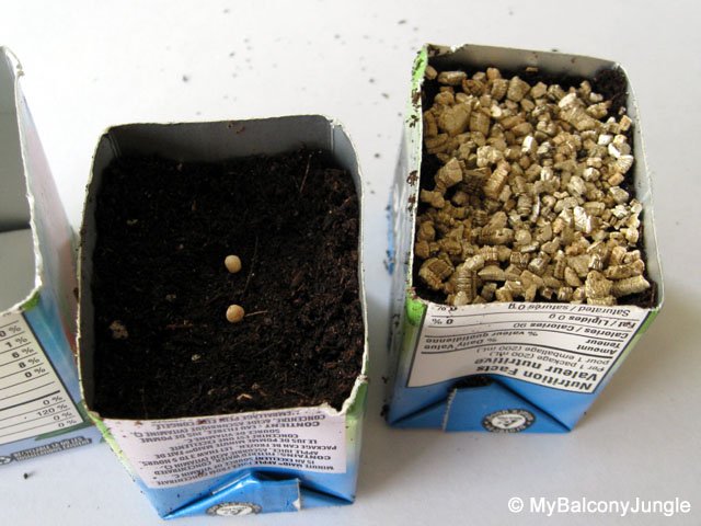 Starting Seeds