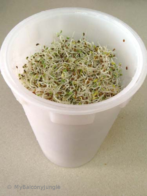 The Easy Sprout Sprouter