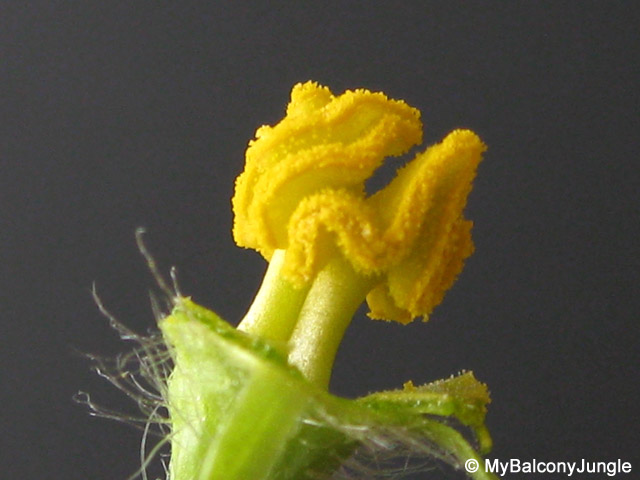 stamen