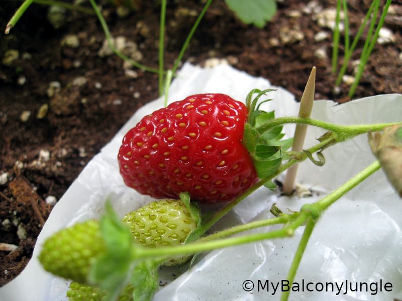 strawberry patch