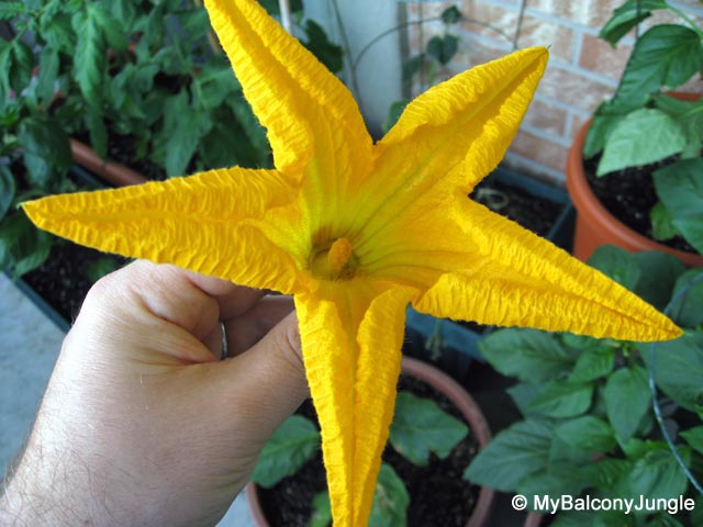Sugar Pumpkin Male Flower
