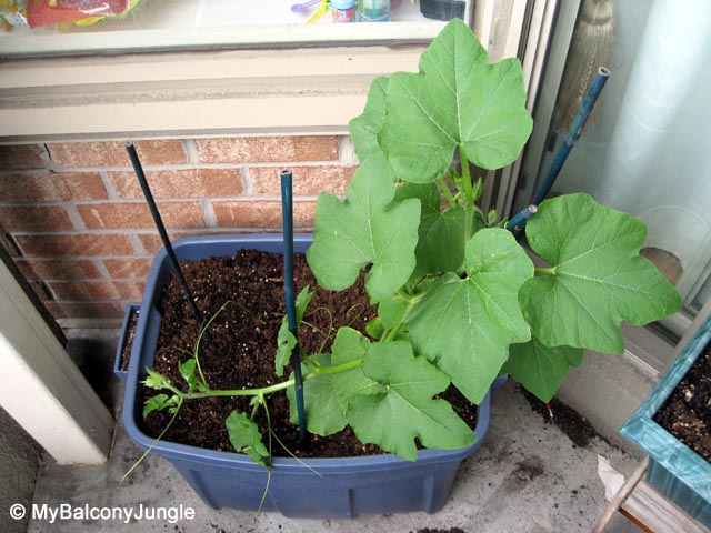 Sugar pumpkin growing fast