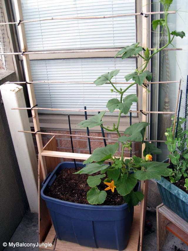 Container pumpkin trellis
