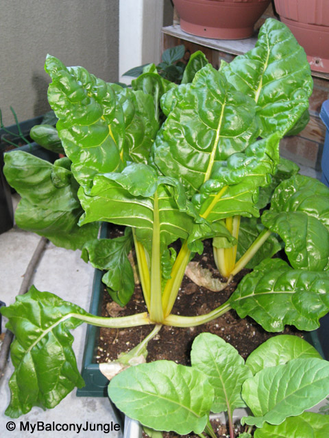 Swiss Chard