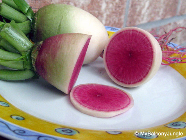 Watermelon Radish
