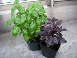 basil